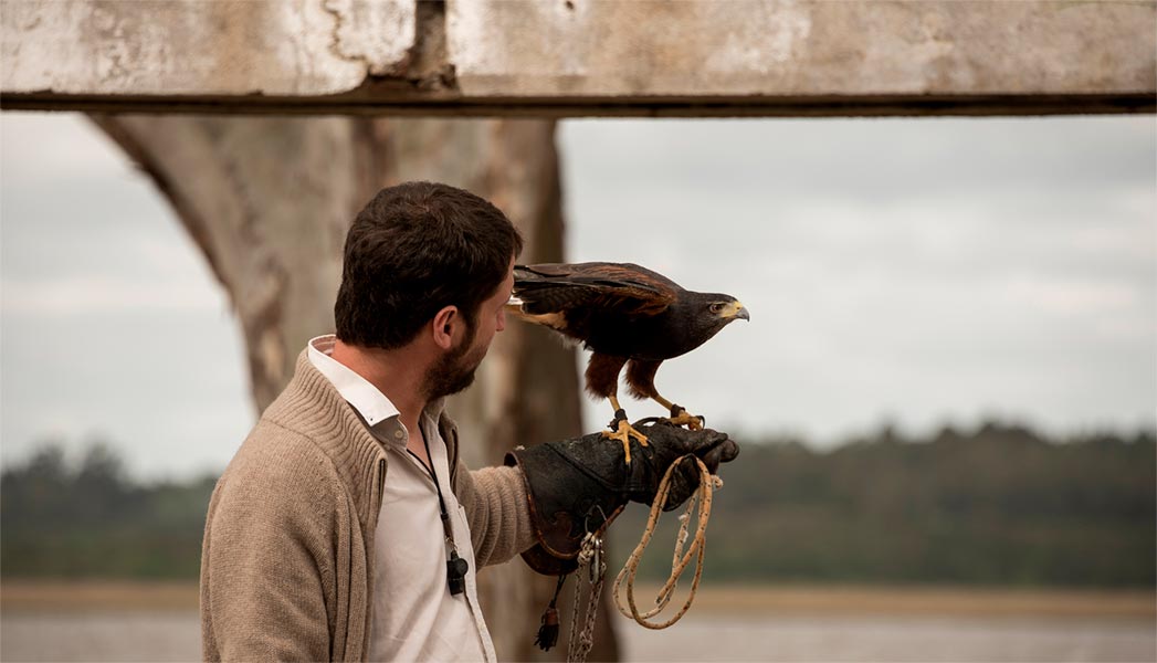 Manuel Maier posa con un gavilán mixto, cetreria para control de aves en uruguay.