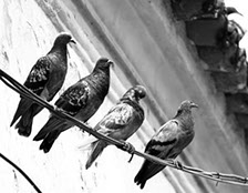 Gavilanes para combatir plaga de palomas en Montevideo. Cetrería en Uruguay. Control de aves Intercepta Uruguay.