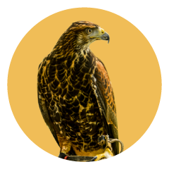 Gavilán Mixto. Cpntrol ecólogico de aves en Uruguay.