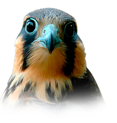 Halcón Aplomado. Falco Femoralis. Ave de cetrería para control biológico de aves en Uruguay.
